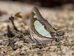 Polyura agraria