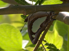 Polyura agraria
