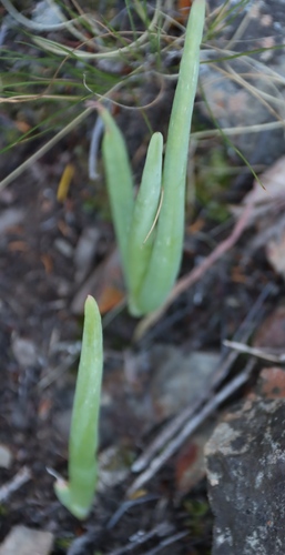 Bulbine rupicola