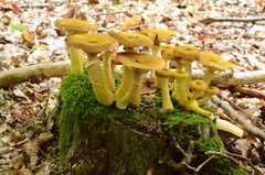 Armillaria cepistipes