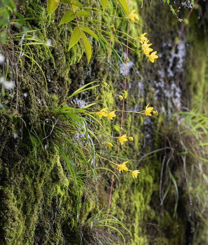Spathoglottis ixioides, photograph 5