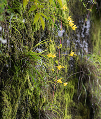 Spathoglottis ixioides, photograph (c) Morten Ross, some rights reserved (CC BY)