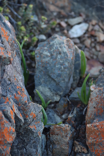 Bulbine rupicola
