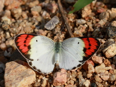 Colotis danae