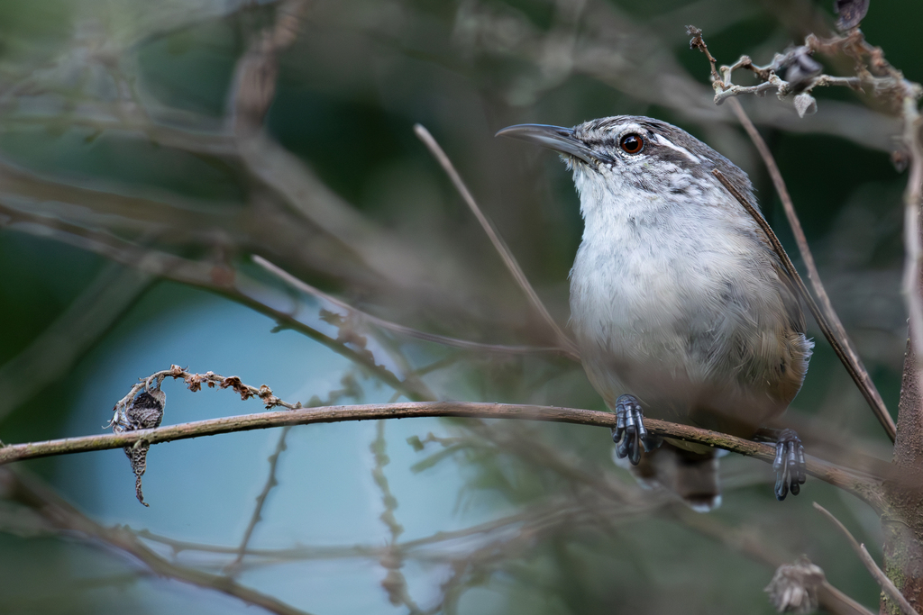 Plain Wren