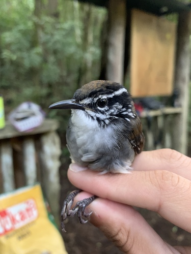 White-breasted Wood Wren (Henicorhina leucosticta), photo 7