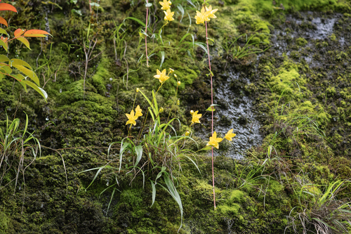 Spathoglottis ixioides, photograph 6