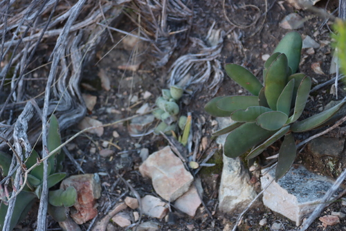 Image of Crassula cotyledonis by (c) Tony Rebelo, some rights reserved (CC BY-SA)