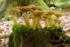 Armillaria cepistipes