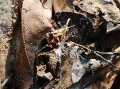 Caprona ransonnettii