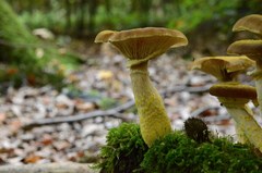 Armillaria cepistipes