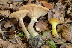 Armillaria cepistipes