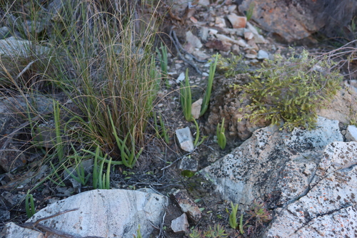 Bulbine rupicola