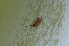 Omicroides singularis