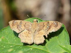 Caprona ransonnettii
