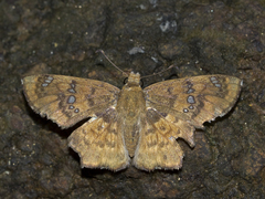 Caprona ransonnettii
