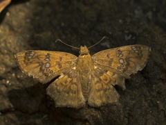 Caprona ransonnettii