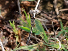 Indothemis carnatica