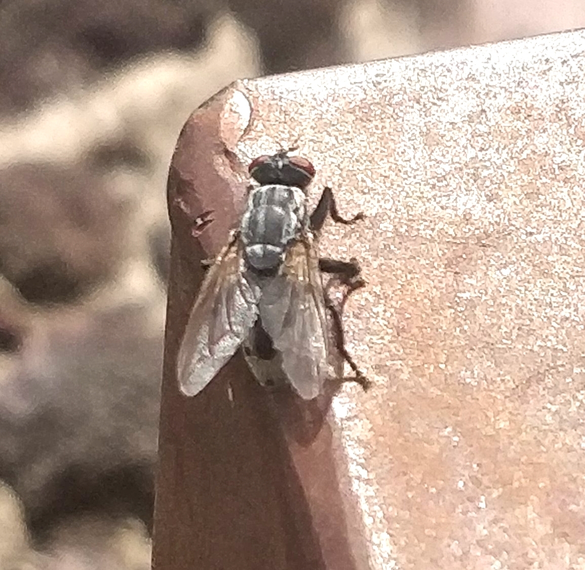 Wohlfahrtia bella