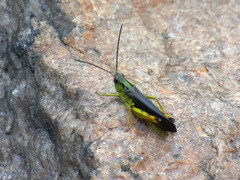 Megaulacobothrus aethalinus