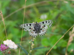 Parnassius nomion