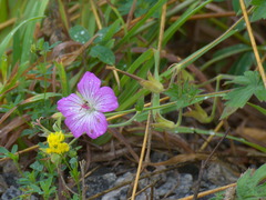 Geranium wlassovianum