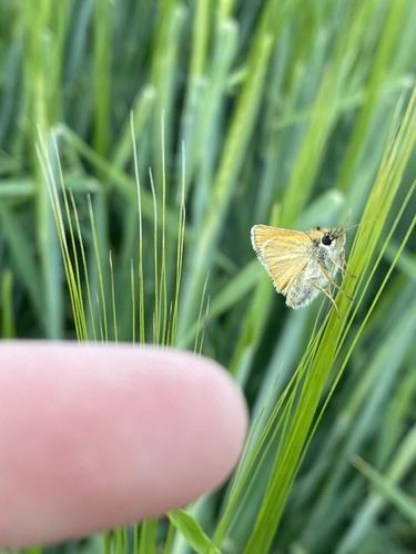 Essex Skipper
