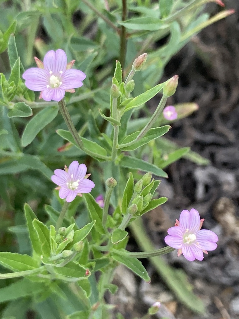 Epilobium tetragonum
