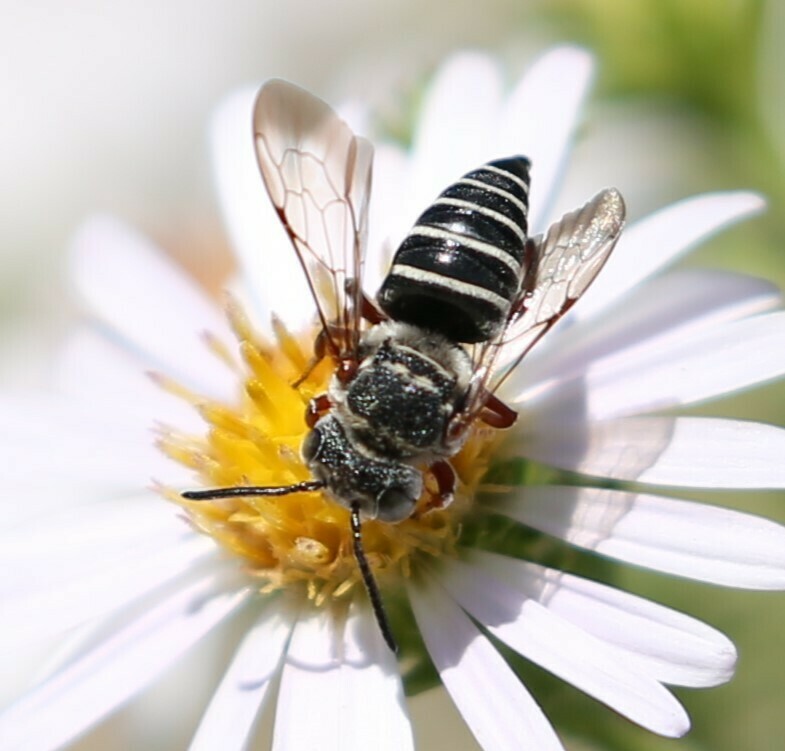 Coelioxys novomexicanus