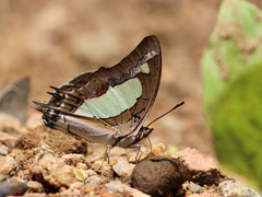 Polyura agraria