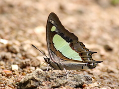 Polyura agraria