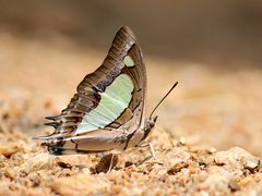 Polyura agraria