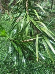 Dracaena