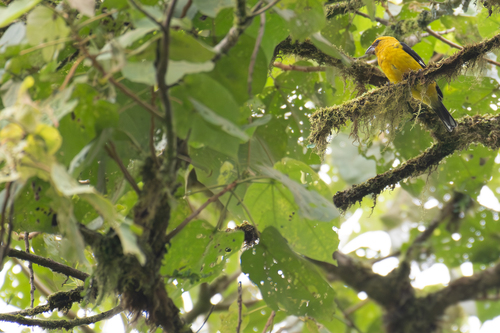 Black-thighed Grosbeak (Pheucticus tibialis), photo 7