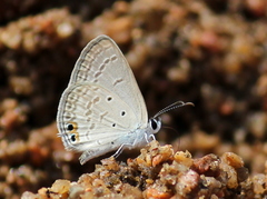 Euchrysops cnejus cnejus