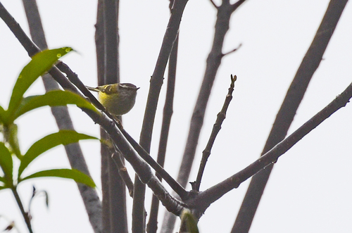 Ashy-throated Warbler (Phylloscopus maculipennis), photo 5