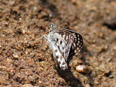 Caprona agama