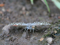 Caprona agama
