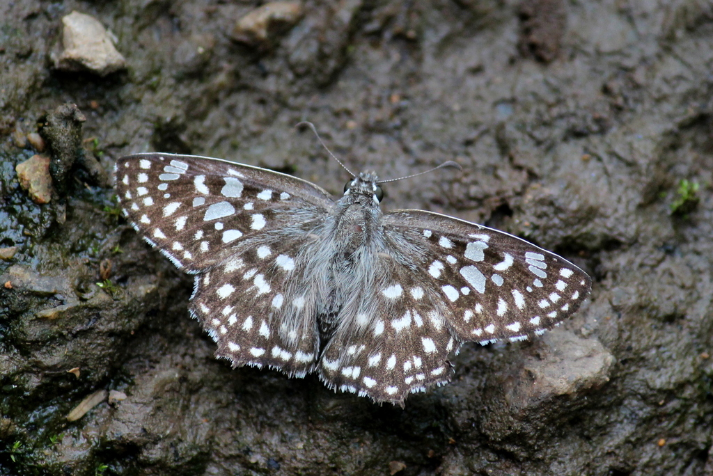 Spotted Angle