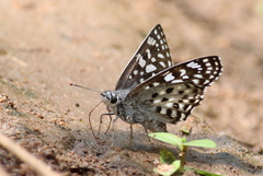 Caprona agama