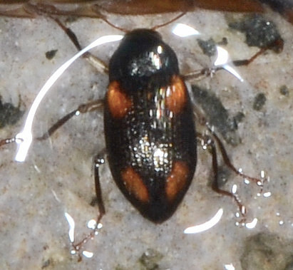 Heterlimnius quadrimaculatus