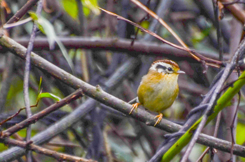 Rufous-winged Fulvetta (Schoeniparus castaneceps), photo 2