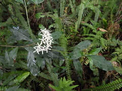Tarenna gracilipes