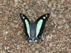 Polyura agraria