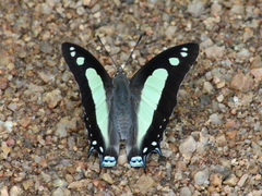 Polyura agraria