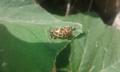 Epilachna paenulata