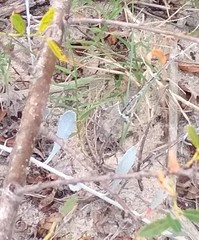 Liolaemus wiegmannii