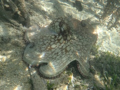 Octopus insularis
