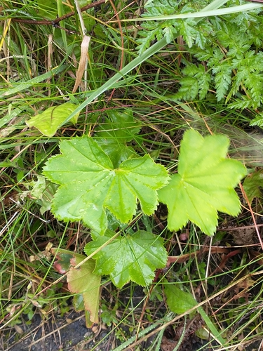 Smooth lady's mantle (Alchemilla glabra)