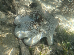 Octopus insularis